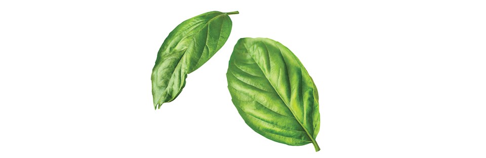 Basil Leaves
