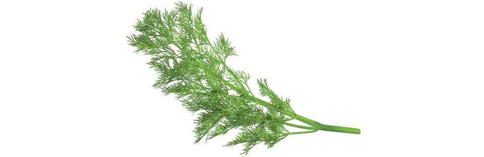 Dill Sprig
