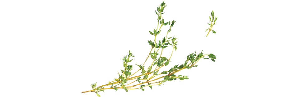 Thyme Sprigs