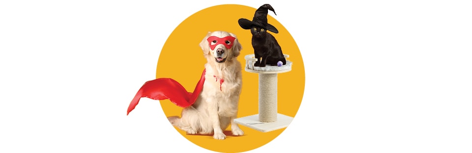 A dog and cat in halloween costumes