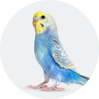 face of a bird