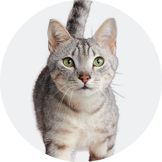 Face of a Cat