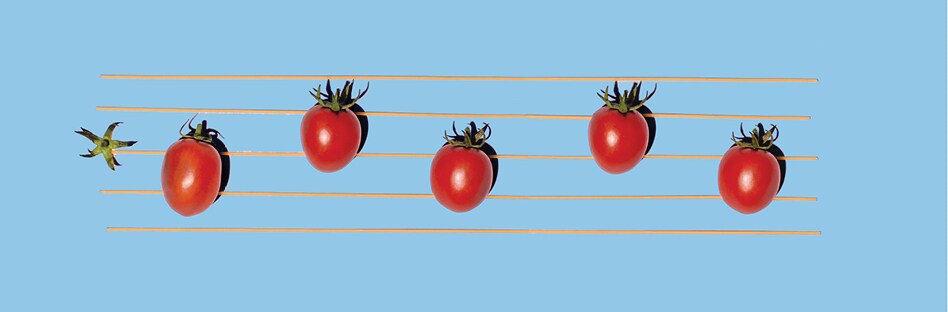 Tomatoes