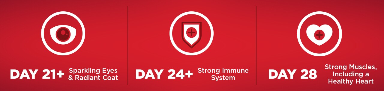 DAY 21+ Sparkling Eyes & Radiant Coat, DAY 24+ Strong Immune System, DAY 28+ Strong Muscles DAY 21+ Sparkling Eyes & Radiant Coat, DAY 24+ Strong Immune System, DAY 28+ Strong Muscles