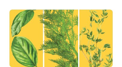 Fresh Herbs