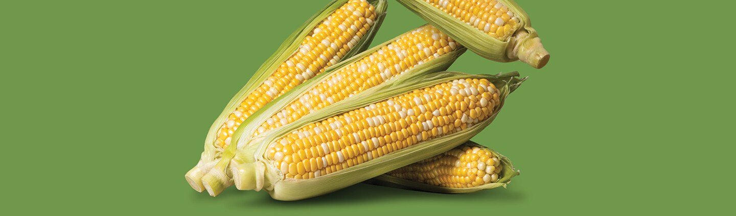 Pile of Fresh Corn on the Cob