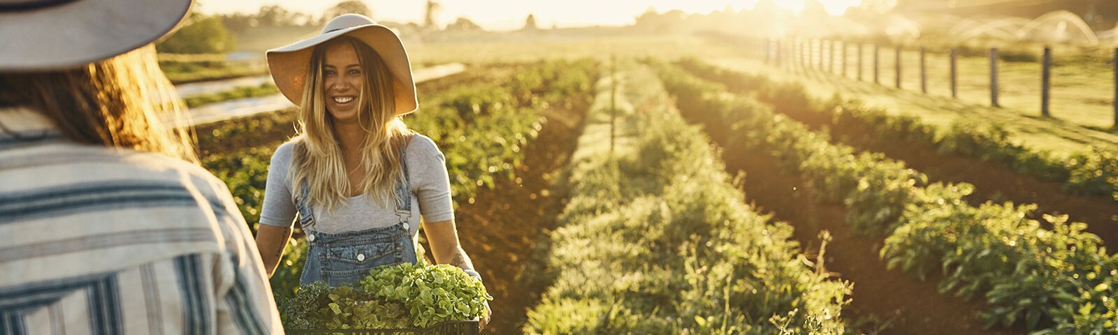 Adult in field picking locally grown produce Adult in field picking locally grown produce