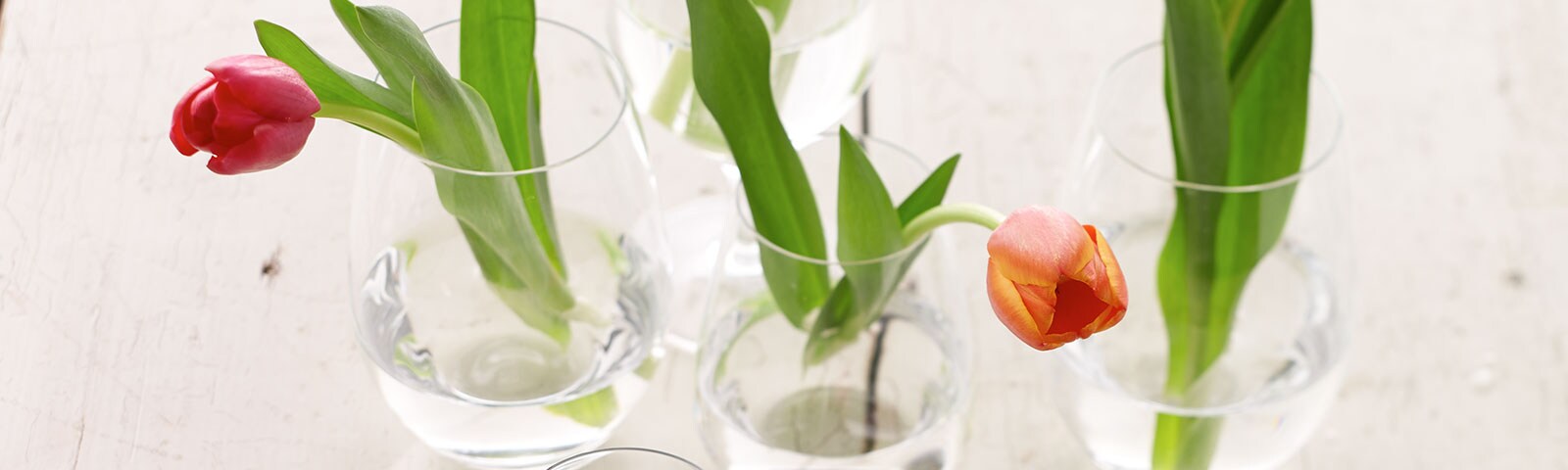 Single red tulips each displayed in a glass vase on a table